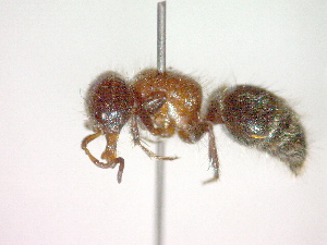  ( - CCDB-12233-B01)  @13 [ ] Copyright  G. Blagoev 2010 Unspecified