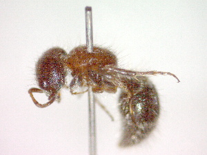  ( - CCDB-12233-B08)  @13 [ ] Copyright  G. Blagoev 2010 Unspecified