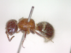  ( - CCDB-12233-G05)  @13 [ ] Copyright  G. Blagoev 2010 Unspecified