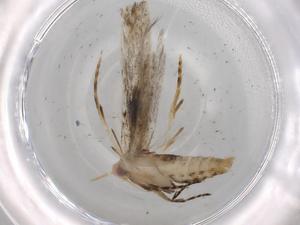  (gelMalaise01 Malaise4926 - BIOUG68276-A01)  @11 [ ] CreativeCommons - Attribution (2021) Centre for Biodiversity Genomics Centre for Biodiversity Genomics