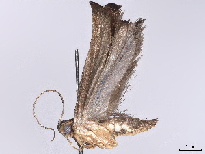  (gelMalaise01 Malaise2861 - BIOUG70354-A06)  @11 [ ] CreativeCommons - Attribution (2022) CBG Photography Group Centre for Biodiversity Genomics