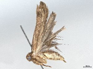  (gelMalaise01 Malaise5980 - BIOUG70356-B08)  @13 [ ] CreativeCommons - Attribution (2036) CBG Photography Group Centre for Biodiversity Genomics