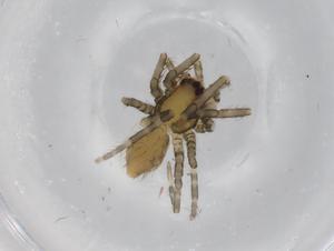  ( - BIOUG70844-F09)  @12 [ ] CreativeCommons - Attribution (2021) Centre for Biodiversity Genomics Centre for Biodiversity Genomics