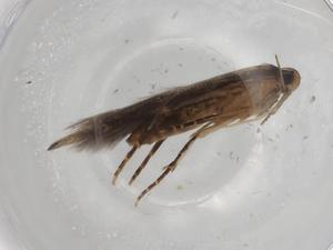  ( - BIOUG70862-A06)  @11 [ ] CreativeCommons - Attribution (2021) Centre for Biodiversity Genomics Centre for Biodiversity Genomics