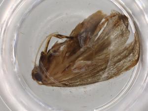  (Hypatopa Malaise7776 - BIOUG70862-A07)  @11 [ ] CreativeCommons - Attribution (2021) Centre for Biodiversity Genomics Centre for Biodiversity Genomics