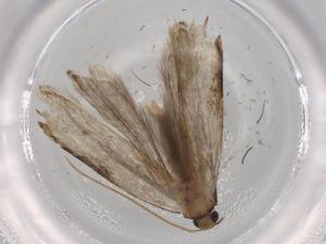  ( - BIOUG70881-D01)  @11 [ ] CreativeCommons - Attribution (2021) Centre for Biodiversity Genomics Centre for Biodiversity Genomics