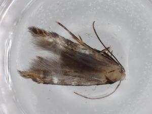  ( - BIOUG71476-E08)  @11 [ ] CreativeCommons - Attribution (2021) Centre for Biodiversity Genomics Centre for Biodiversity Genomics