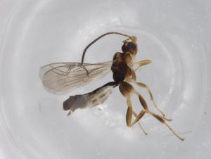  (Chilocyrtus Malaise7209 - BIOUG71533-H02)  @11 [ ] CreativeCommons - Attribution (2021) Centre for Biodiversity Genomics Centre for Biodiversity Genomics