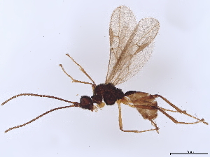  (Blacus Malaise9408 - BIOUG71549-F01)  @11 [ ] CreativeCommons - Attribution (2022) CBG Photography Group Centre for Biodiversity Genomics