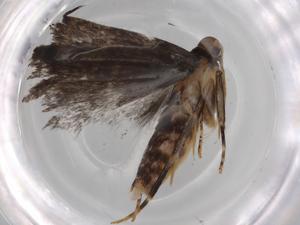  ( - BIOUG71734-A02)  @11 [ ] CreativeCommons - Attribution (2021) Centre for Biodiversity Genomics Centre for Biodiversity Genomics