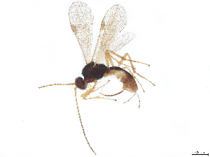  (Blacus Malaise9388 - BIOUG71743-A11)  @11 [ ] CreativeCommons - Attribution (2022) CBG Photography Group Centre for Biodiversity Genomics