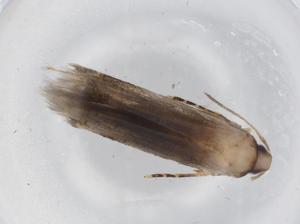  ( - BIOUG71746-F07)  @11 [ ] CreativeCommons - Attribution (2021) Centre for Biodiversity Genomics Centre for Biodiversity Genomics