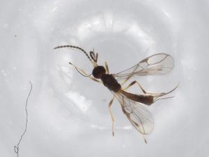  (Blacus Malaise7757 - BIOUG71887-C04)  @11 [ ] CreativeCommons - Attribution (2021) Centre for Biodiversity Genomics Centre for Biodiversity Genomics