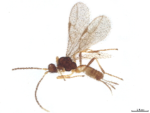  (Blacus Malaise6323 - BIOUG72018-E11)  @11 [ ] CreativeCommons - Attribution (2022) CBG Photography Group Centre for Biodiversity Genomics