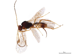  (Blacus Malaise2506 - BIOUG72045-A05)  @11 [ ] CreativeCommons - Attribution (2022) CBG Photography Group Centre for Biodiversity Genomics