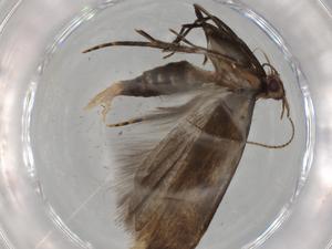  ( - BIOUG72301-F08)  @11 [ ] CreativeCommons - Attribution (2021) Centre for Biodiversity Genomics Centre for Biodiversity Genomics