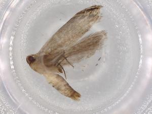  ( - BIOUG72304-F08)  @11 [ ] CreativeCommons - Attribution (2021) Centre for Biodiversity Genomics Centre for Biodiversity Genomics