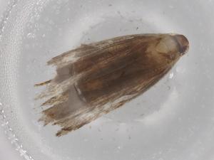  ( - BIOUG72304-G07)  @11 [ ] CreativeCommons - Attribution (2021) Centre for Biodiversity Genomics Centre for Biodiversity Genomics