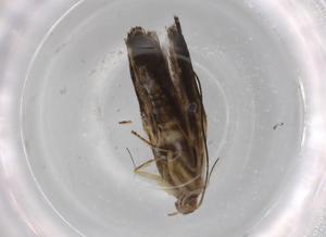  ( - BIOUG72304-H04)  @11 [ ] CreativeCommons - Attribution (2021) Centre for Biodiversity Genomics Centre for Biodiversity Genomics