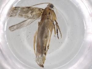  (geleBioLep01 BioLep4979 - BIOUG72320-D12)  @11 [ ] CreativeCommons - Attribution (2021) Centre for Biodiversity Genomics Centre for Biodiversity Genomics