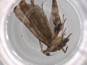  ( - BIOUG72322-A01)  @11 [ ] CreativeCommons - Attribution (2021) Centre for Biodiversity Genomics Centre for Biodiversity Genomics