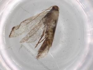  ( - BIOUG72322-A10)  @11 [ ] CreativeCommons - Attribution (2021) Centre for Biodiversity Genomics Centre for Biodiversity Genomics