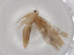  (Aristotelia BioLep1239 - BIOUG72322-B08)  @11 [ ] CreativeCommons - Attribution (2021) Centre for Biodiversity Genomics Centre for Biodiversity Genomics