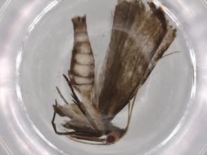  ( - BIOUG72322-D03)  @11 [ ] CreativeCommons - Attribution (2021) Centre for Biodiversity Genomics Centre for Biodiversity Genomics