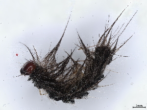  (Dysschema panamensisDHJ01 - BIOUG58693-H11)  @11 [ ] CreativeCommons - Attribution (2022) CBG Photography Group Centre for Biodiversity Genomics