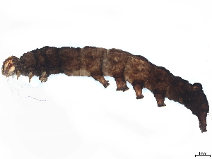  (Gonodes Malaise8992 - BIOUG64447-H08)  @11 [ ] CreativeCommons - Attribution (2022) CBG Photography Group Centre for Biodiversity Genomics