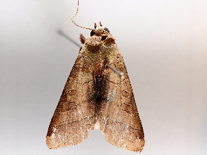  (Marilopteryx Malaise4530 - BIOUG64450-F02)  @11 [ ] CreativeCommons - Attribution (2021) Centre for Biodiversity Genomics Centre for Biodiversity Genomics