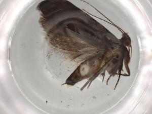  (geleBioLep01 BioLep1366 - BIOUG68292-C12)  @11 [ ] CreativeCommons - Attribution (2021) Centre for Biodiversity Genomics Centre for Biodiversity Genomics