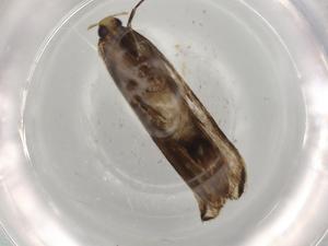  ( - BIOUG68292-F01)  @11 [ ] CreativeCommons - Attribution (2021) Centre for Biodiversity Genomics Centre for Biodiversity Genomics