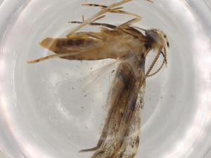  (geleBioLep01 BioLep1035 - BIOUG68292-F04)  @11 [ ] CreativeCommons - Attribution (2021) Centre for Biodiversity Genomics Centre for Biodiversity Genomics