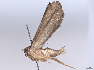  ( - BIOUG70360-G10)  @11 [ ] CreativeCommons - Attribution (2022) CBG Photography Group Centre for Biodiversity Genomics