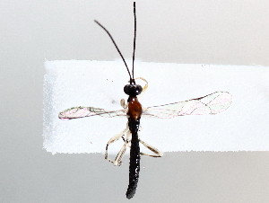  (Polysphincta malaise2372 - BIOUG71237-F01)  @11 [ ] CreativeCommons - Attribution (2021) Centre for Biodiversity Genomics Centre for Biodiversity Genomics