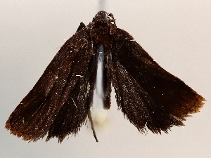  ( - BIOUG71241-G01)  @11 [ ] CreativeCommons - Attribution (2021) Centre for Biodiversity Genomics Centre for Biodiversity Genomics