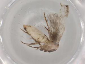  ( - BIOUG71764-F04)  @11 [ ] CreativeCommons - Attribution (2021) Centre for Biodiversity Genomics Centre for Biodiversity Genomics