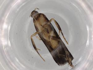  ( - BIOUG71764-F10)  @11 [ ] CreativeCommons - Attribution (2021) Centre for Biodiversity Genomics Centre for Biodiversity Genomics