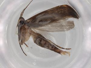  ( - BIOUG71783-G06)  @11 [ ] CreativeCommons - Attribution (2021) Centre for Biodiversity Genomics Centre for Biodiversity Genomics