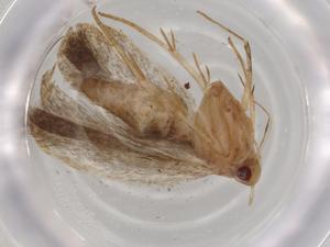  ( - BIOUG71783-G10)  @11 [ ] CreativeCommons - Attribution (2021) Centre for Biodiversity Genomics Centre for Biodiversity Genomics