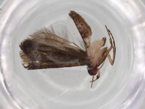  ( - BIOUG71783-G12)  @11 [ ] CreativeCommons - Attribution (2021) Centre for Biodiversity Genomics Centre for Biodiversity Genomics