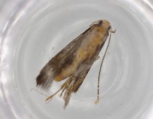  (geleBioLep01 BioLep9934 - BIOUG71783-H07)  @11 [ ] CreativeCommons - Attribution (2021) Centre for Biodiversity Genomics Centre for Biodiversity Genomics