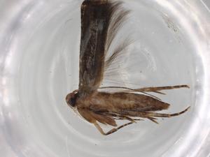  ( - BIOUG71783-H11)  @11 [ ] CreativeCommons - Attribution (2021) Centre for Biodiversity Genomics Centre for Biodiversity Genomics