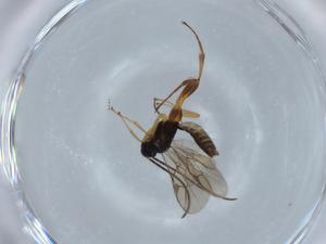  ( - BIOUG72361-E07)  @11 [ ] CreativeCommons - Attribution (2021) Centre for Biodiversity Genomics Centre for Biodiversity Genomics