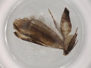  ( - BIOUG72392-A06)  @11 [ ] CreativeCommons - Attribution (2021) Centre for Biodiversity Genomics Centre for Biodiversity Genomics