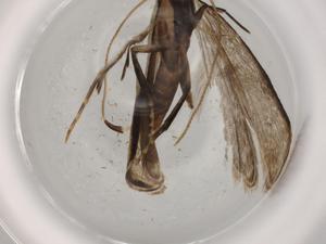  ( - BIOUG72392-A09)  @11 [ ] CreativeCommons - Attribution (2021) Centre for Biodiversity Genomics Centre for Biodiversity Genomics