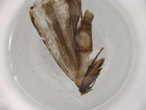  ( - BIOUG72392-A12)  @11 [ ] CreativeCommons - Attribution (2021) Centre for Biodiversity Genomics Centre for Biodiversity Genomics