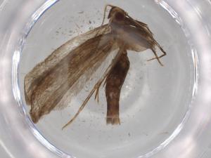  ( - BIOUG72418-G06)  @11 [ ] CreativeCommons - Attribution (2021) Centre for Biodiversity Genomics Centre for Biodiversity Genomics