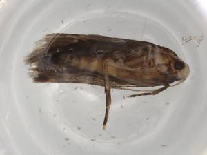  ( - BIOUG72606-H09)  @11 [ ] CreativeCommons - Attribution (2021) Centre for Biodiversity Genomics Centre for Biodiversity Genomics